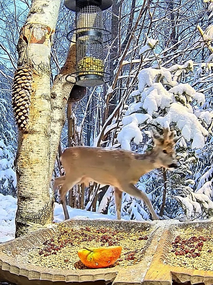 livebirdspoland_654938a63dffe868fdf6fd1409320eb8.jpg