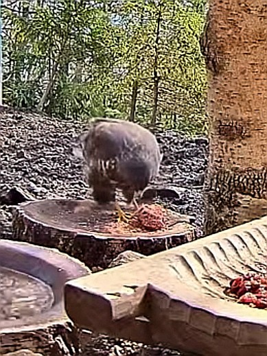 livebirdspoland_2465982627346d28751ccff34b343067.jpg