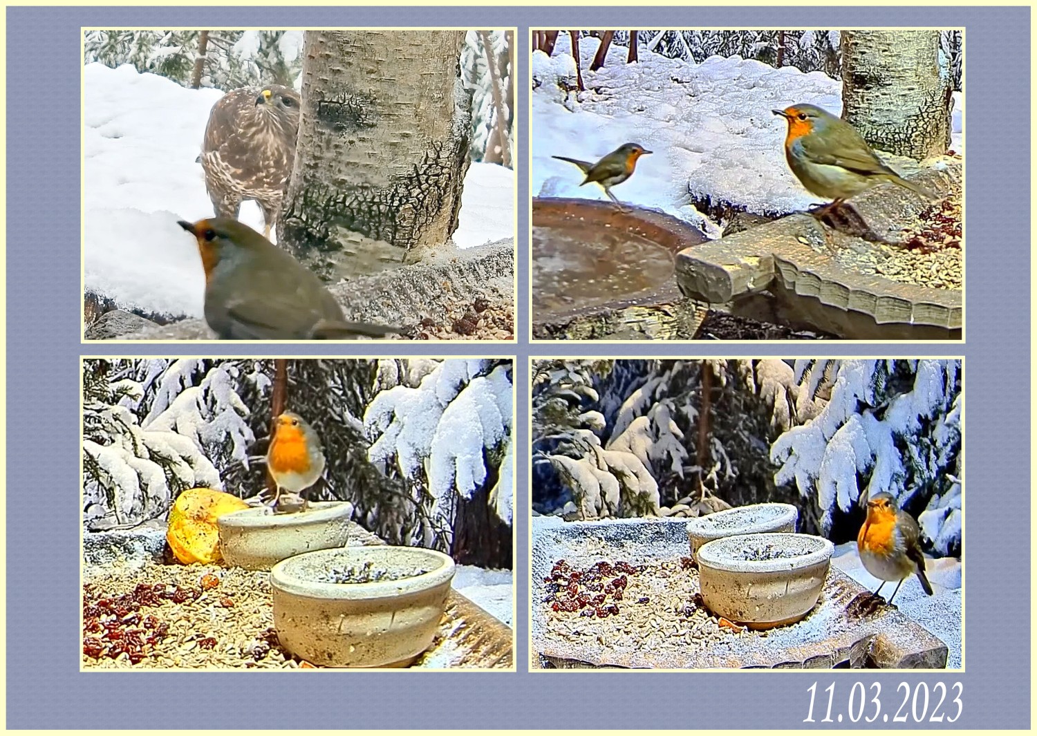 livebirdspoland_6d8ee59ea0407632c34a0908dde9642d.jpg