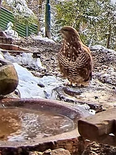 livebirdspoland_b17ee657ffc2bcc56e2483bfab0aa1e1.jpg