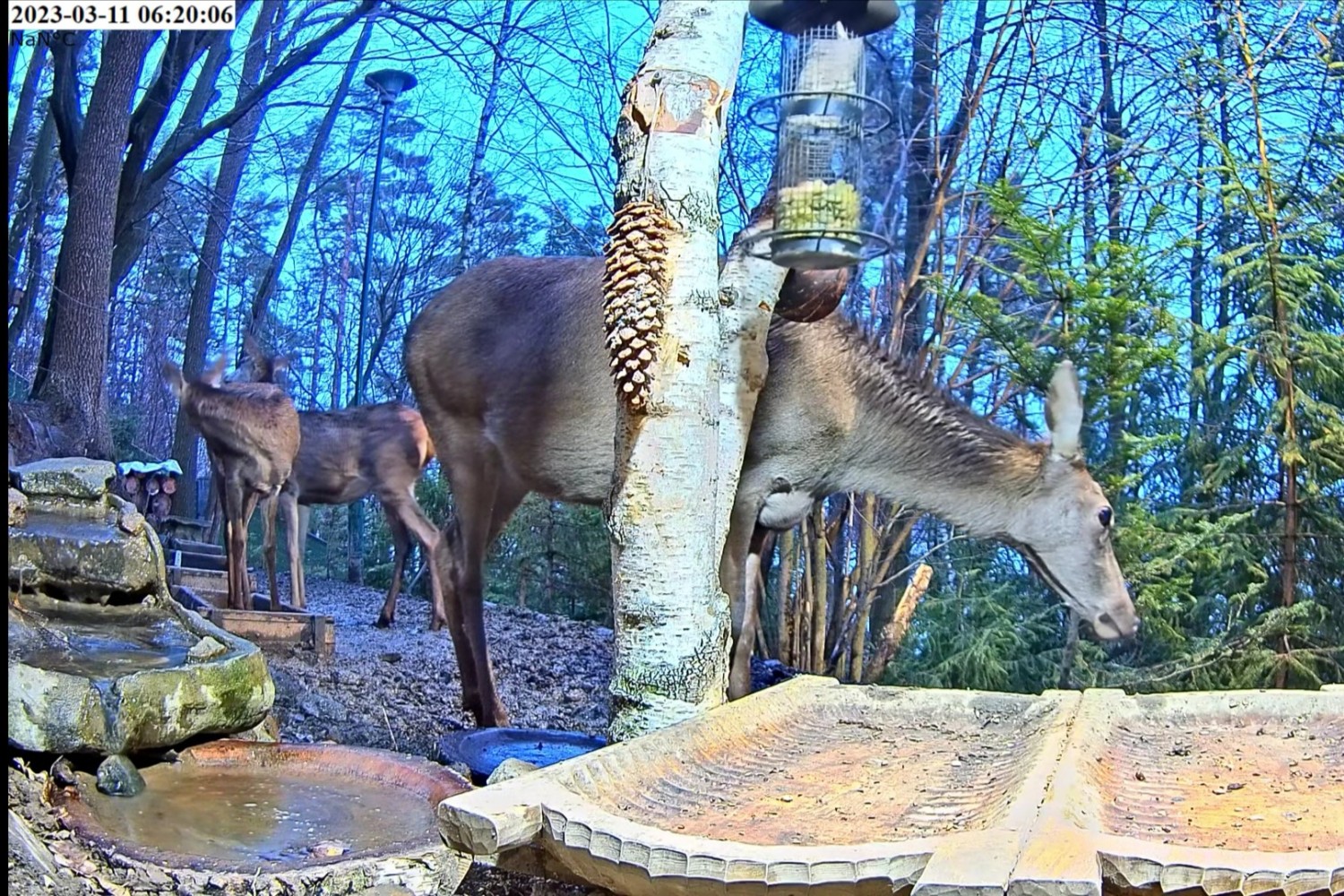 livebirdspoland_35cf2c686f5f485918964cc1a672bdbb.jpg