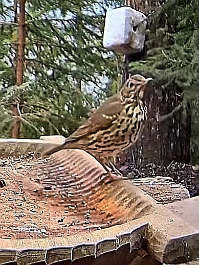 livebirdspoland_a2cf3f6a5a569f64921d9b4665aa9d31.jpg