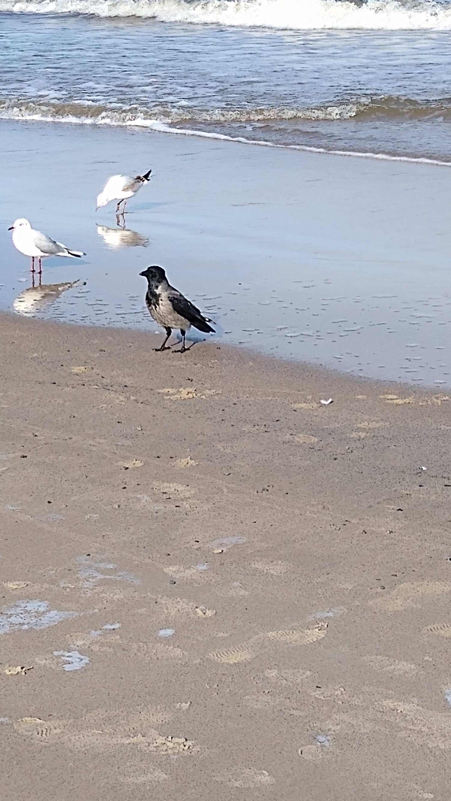 livebirdspoland_9cfb0bfa87c86542256bc325a4eb12e9.jpg