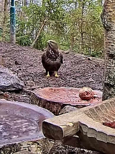 livebirdspoland_2c8ed5ea57fdc11b0ba2f15d549cdb04.jpg
