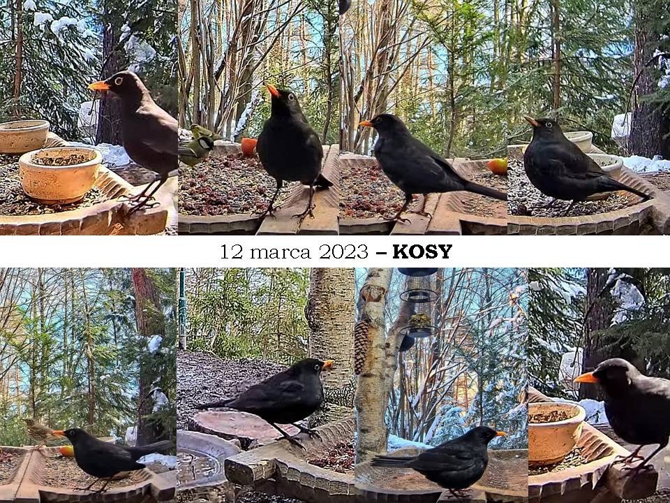 livebirdspoland_0d848d729df44c09c7722459444da76c.jpg
