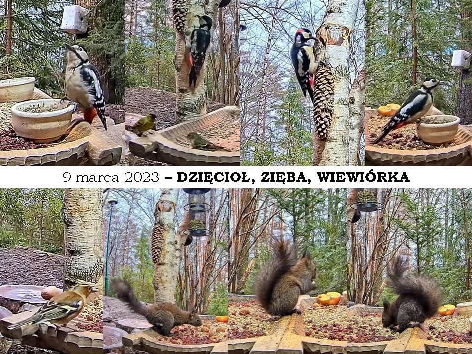 livebirdspoland_dff68c638e990bae8c81ee604c286232.jpg