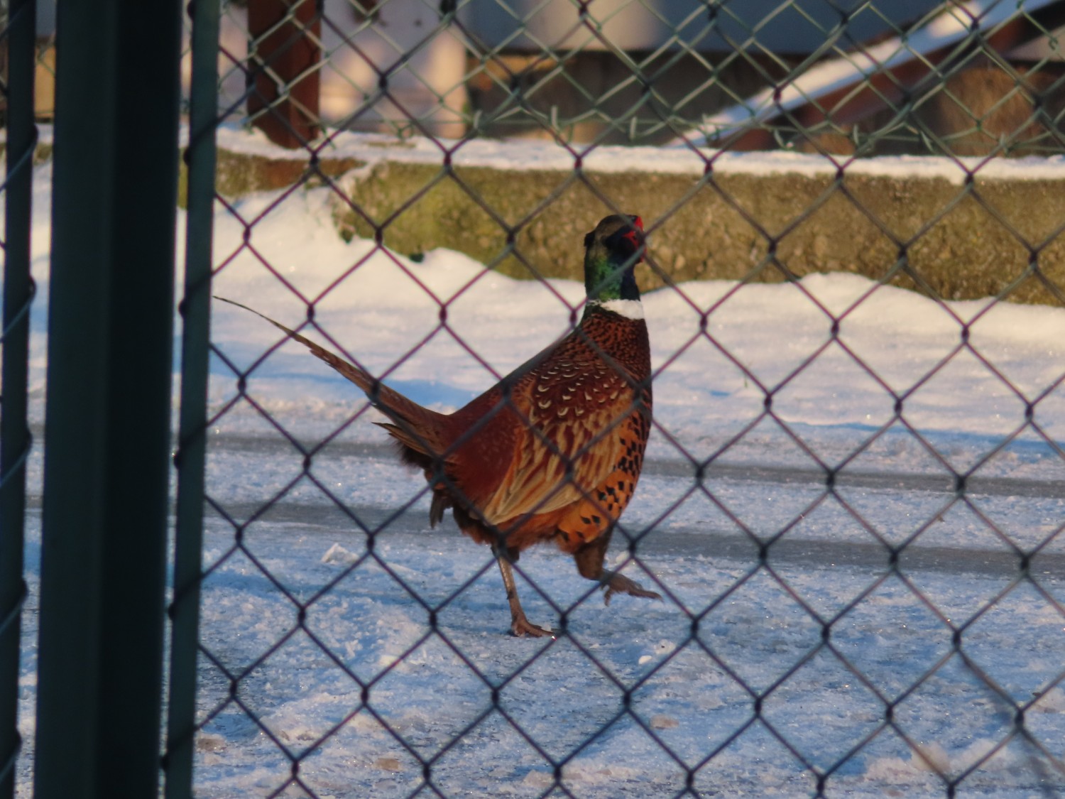 livebirdspoland_b522f20c2d2b40c11478431adf0f3055.jpg