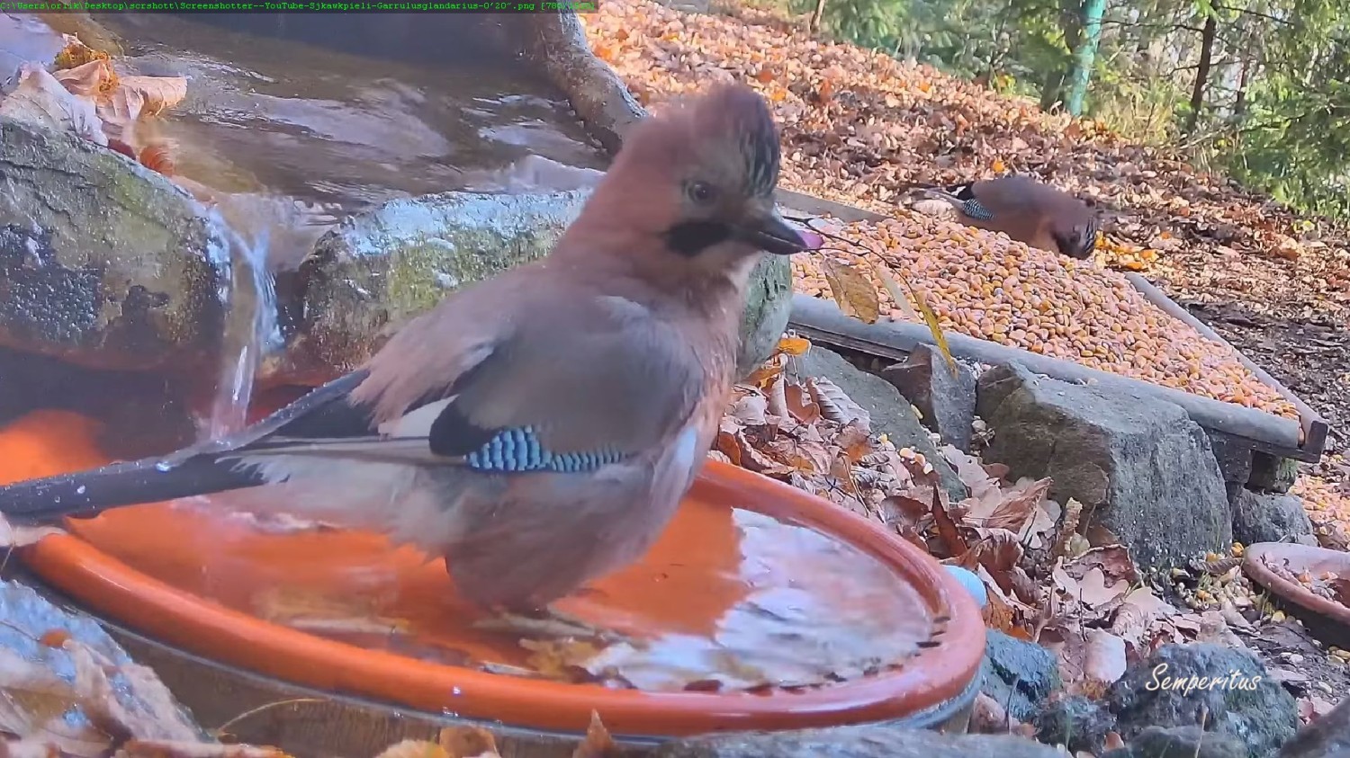livebirdspoland_ce50c123d766d48b10e452d2aefbca12.jpg