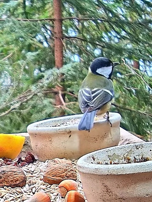 livebirdspoland_a28166b410173536dc91300672d41e2d.jpg