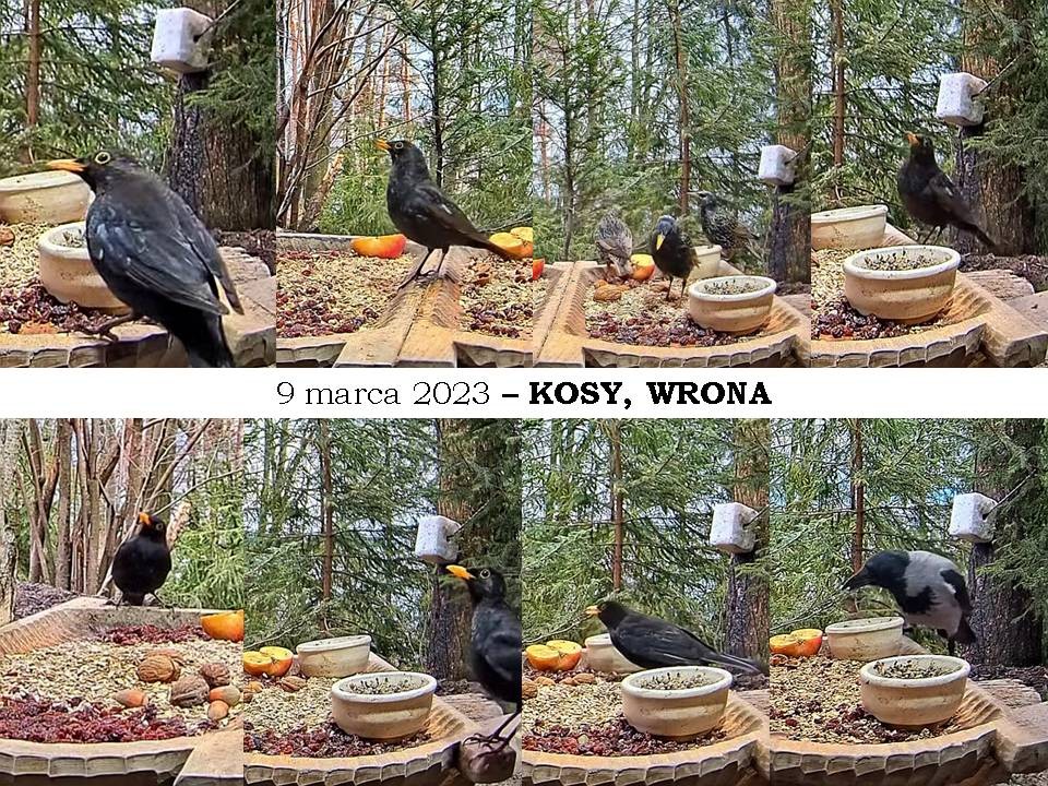 livebirdspoland_44c6bb4d4ae5eefbc5f60690616c1da6.jpg