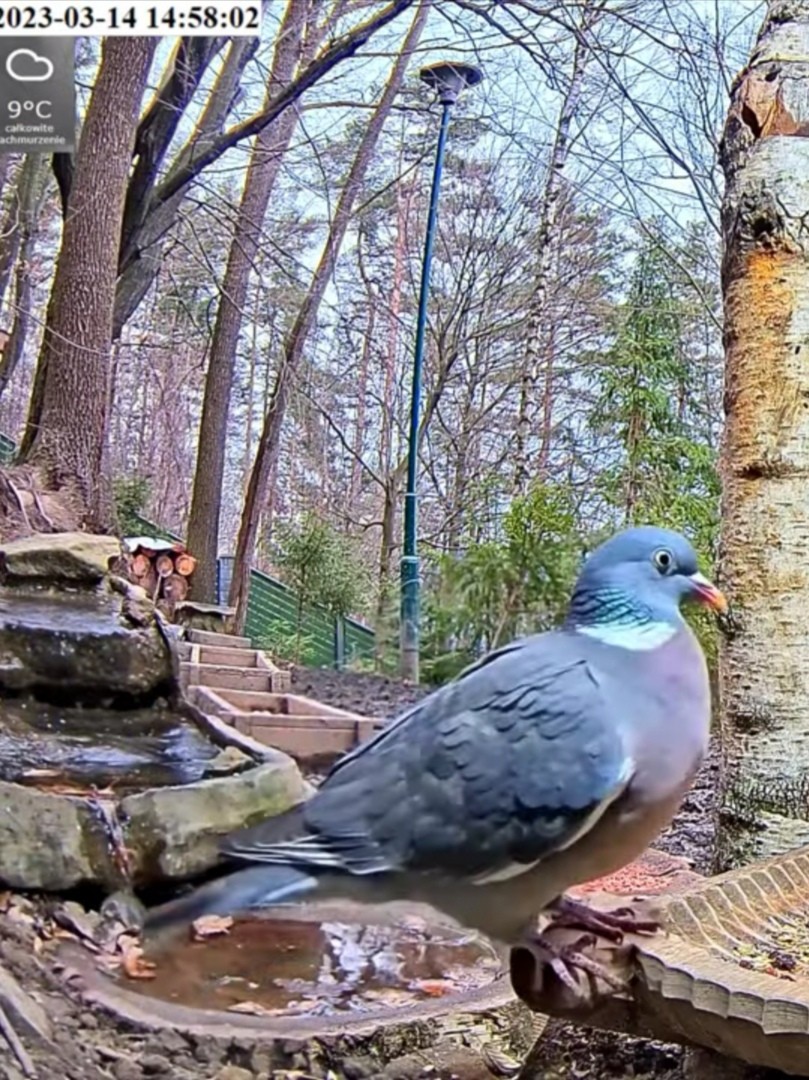 livebirdspoland_0fb7d8a91d345be609d7371388ea0406.jpg