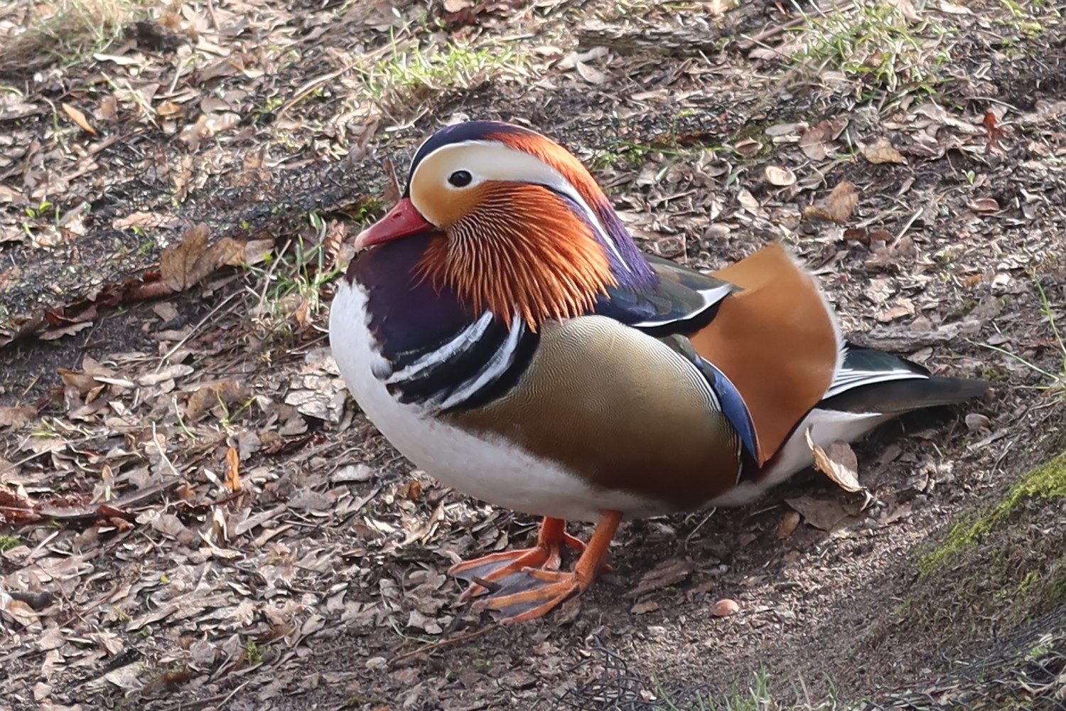 livebirdspoland_942dc8a1e5142bb8c87c1c472c7da7ee.jpg