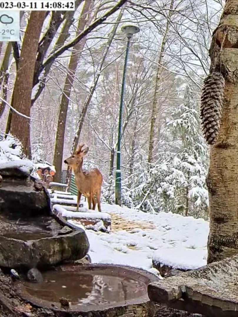 livebirdspoland_8e02378017ae617ff67269c807ac7804.jpg