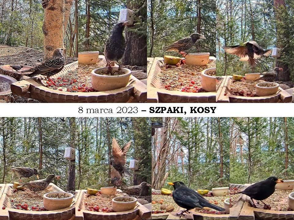 livebirdspoland_a080f547fdf849014daa75d06d0d0146.jpg