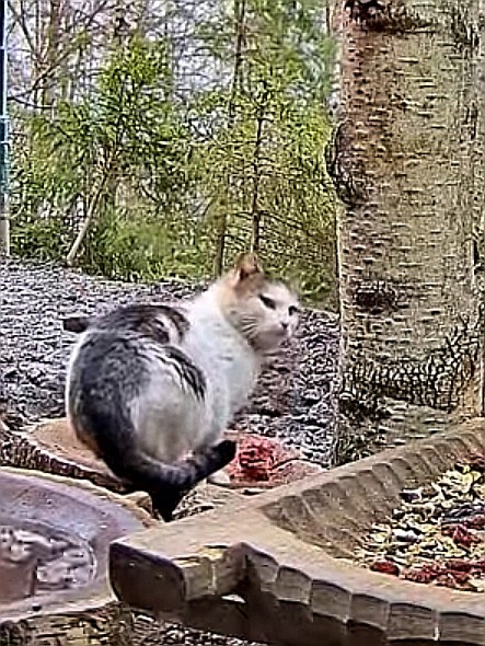 livebirdspoland_cc2cd6f718cfde9c8b3b585ef67dc0c2.jpg