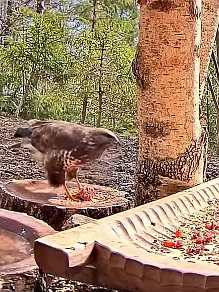 livebirdspoland_9b714365f9f408902aa72906620c9497.jpg