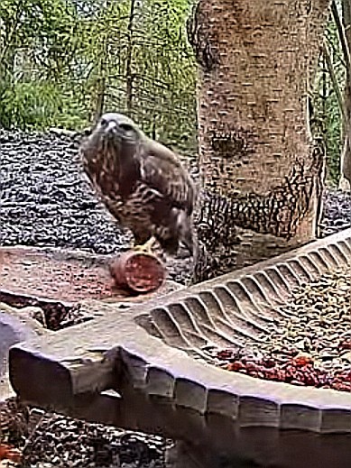 livebirdspoland_c1add17681e56c09f77c3adfde7c0465.jpg