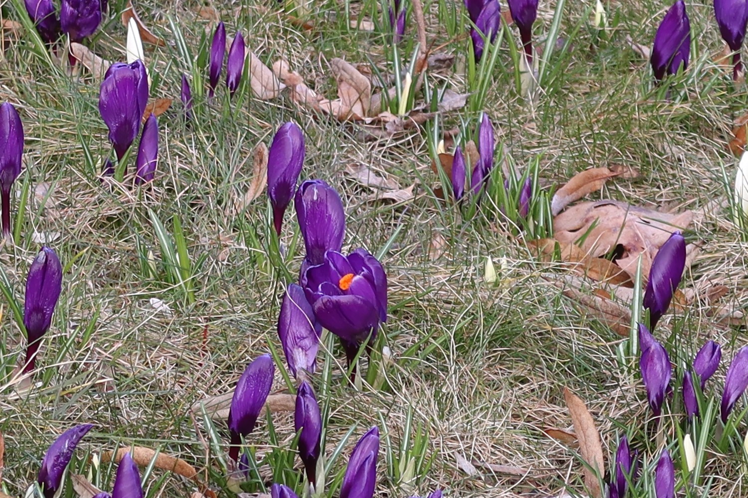 livebirdspoland_720f67126ba61c3cca304f6ec0742d4c.jpg