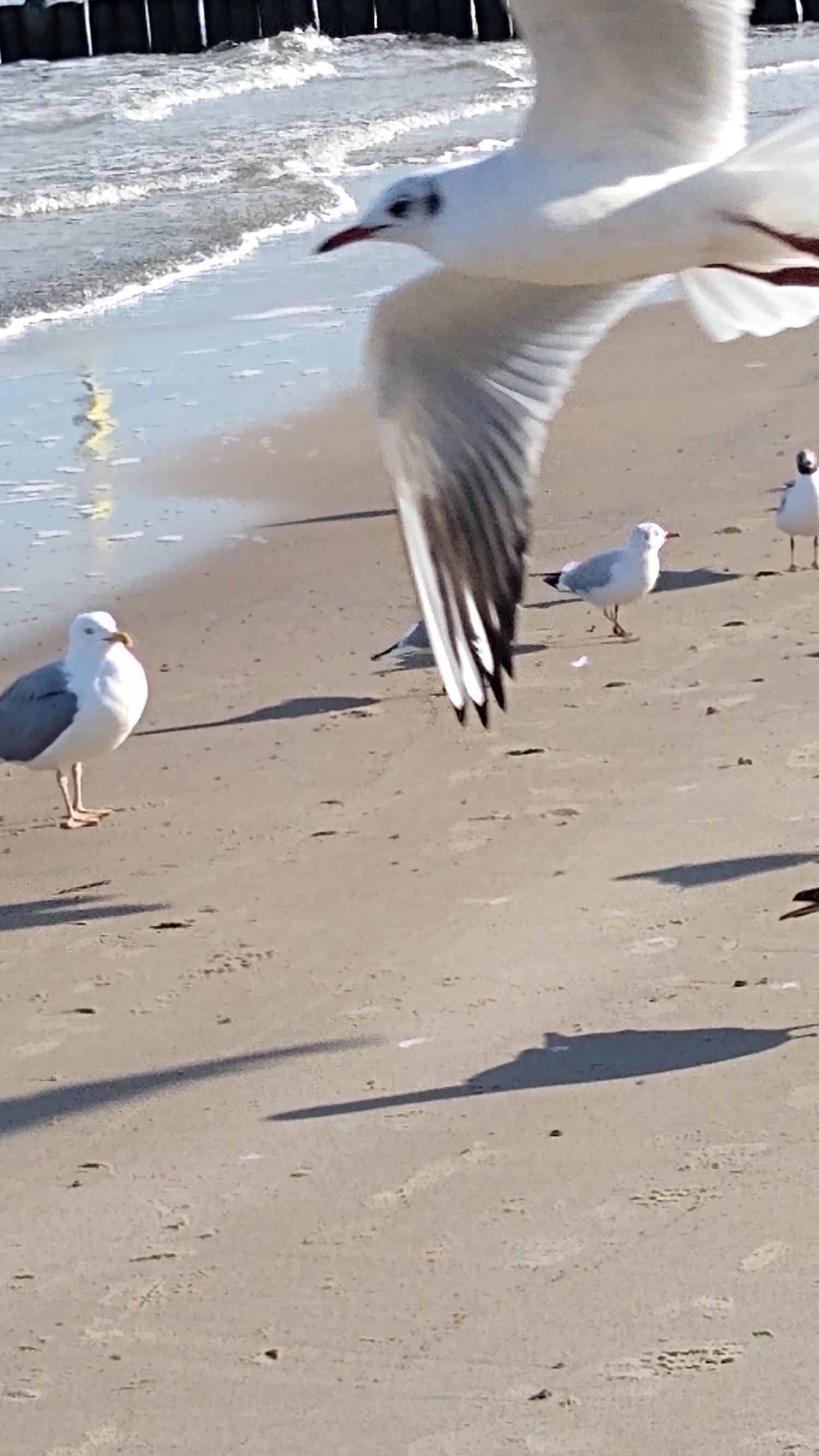 livebirdspoland_72d79b313495ba4fa4ae1c3ac3d38eb2.jpg