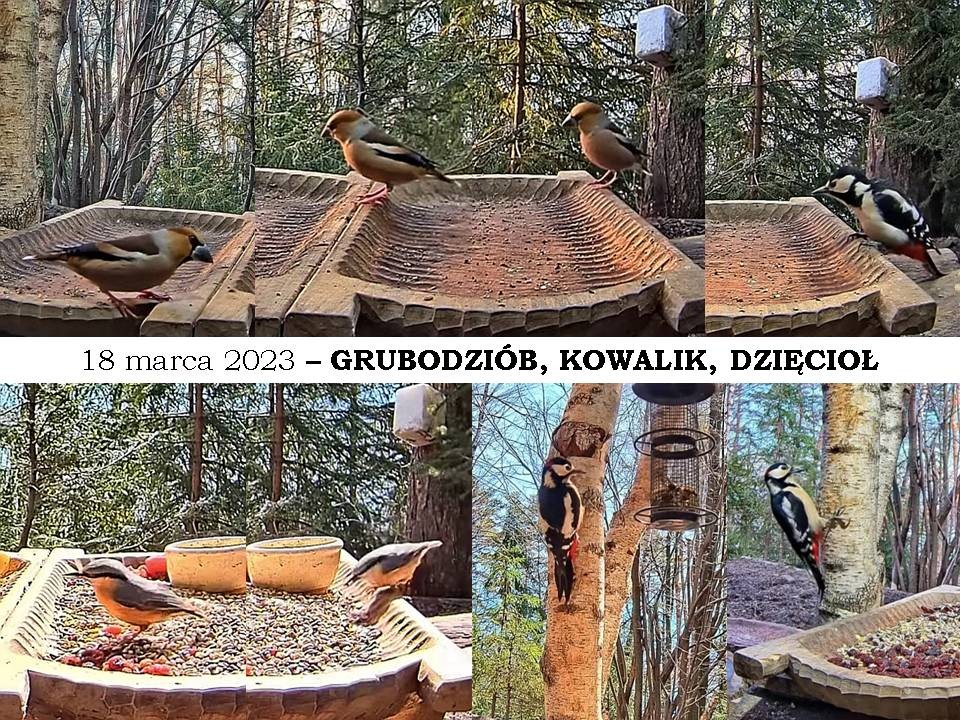livebirdspoland_936dafa7d2f89dacddcf0c7cc74f6c56.jpg