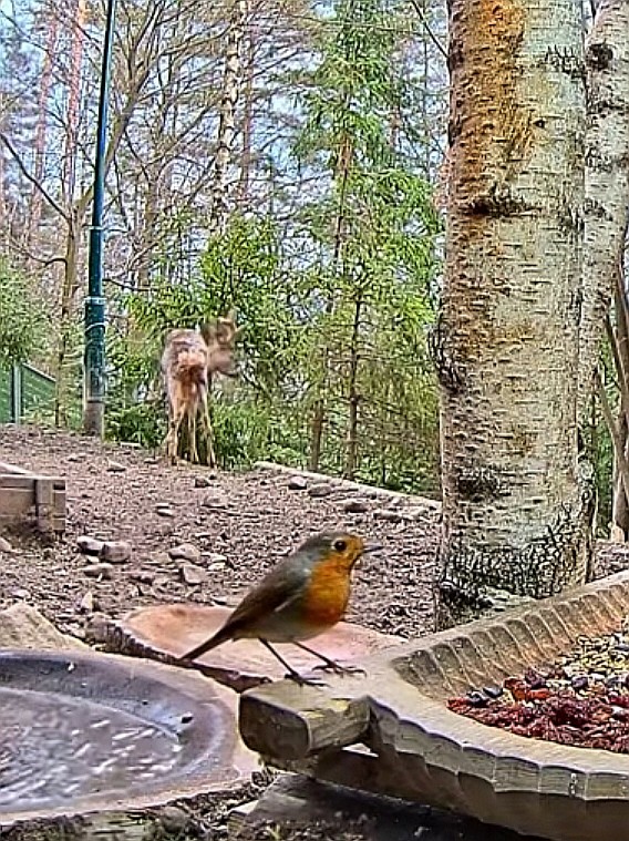 livebirdspoland_edade2de0a10ceae7b9010def3d93211.jpg
