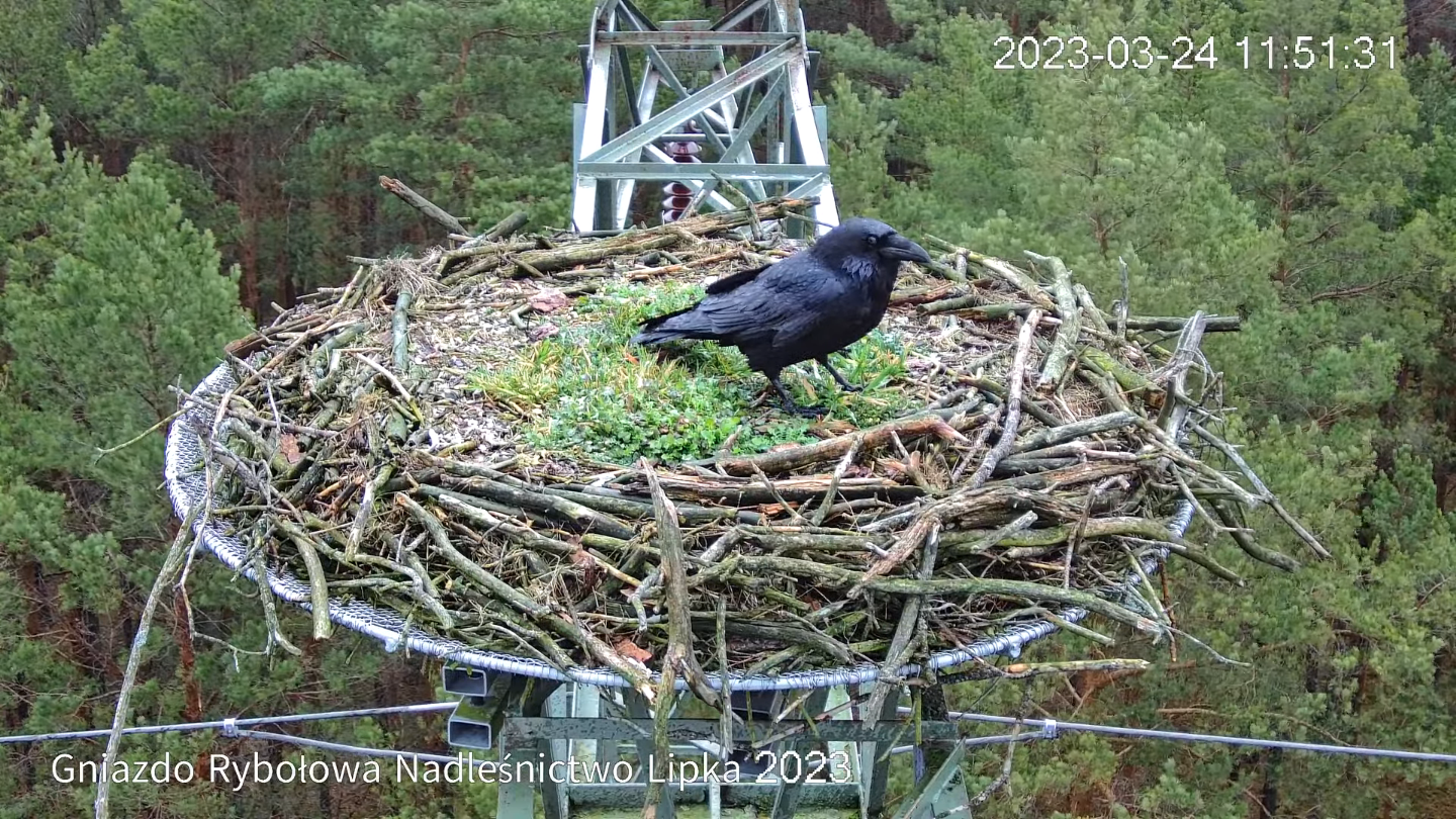livebirdspoland_51bfc4deb8eb3a2ae72873945fd861ad.png