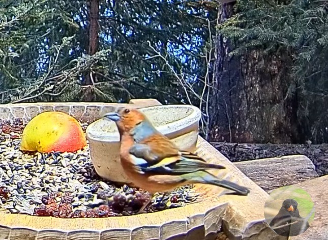livebirdspoland_abccceb4d3baa5136e0106cd6f906d96.jpg
