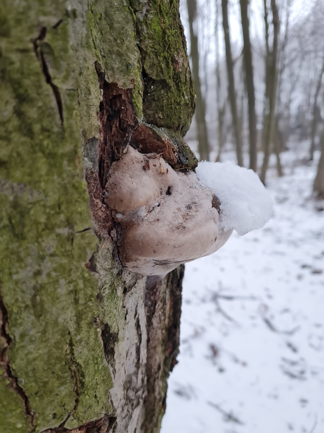 livebirdspoland_82e97fd4bc48731e686c47b1b7c97411.jpg