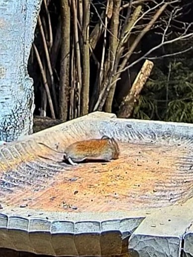 livebirdspoland_016498d46849b7fec682335f1a8ac307.jpg