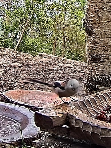 livebirdspoland_b0018a3fc87711fef1cb51b4a135e194.jpg