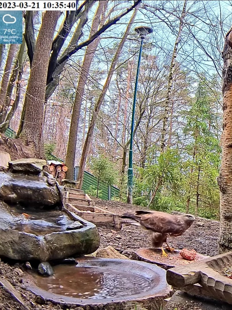 livebirdspoland_2765cfa729057acf82880e44542d0063.jpg