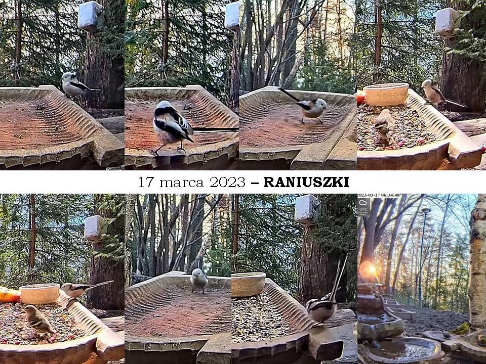 livebirdspoland_a97cfff5df496bf134e35e85fa44093e.jpg