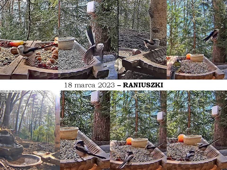 livebirdspoland_4410e645e07ea1e990898019d1b2c5d0.jpg