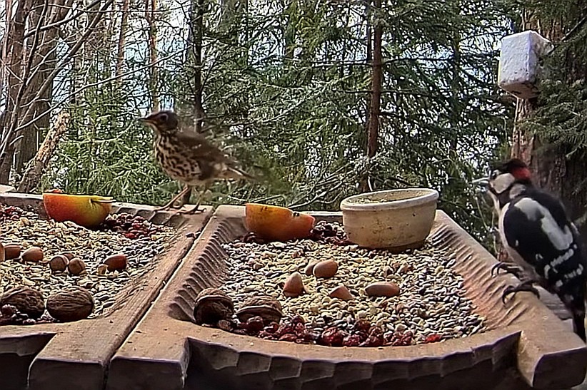 livebirdspoland_399b35826140d8a5a8cf193978bd0171.jpg