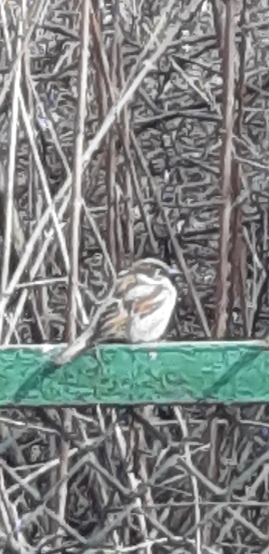 livebirdspoland_0fb1e793a5dc30f9c850e4e58c483d69.jpg