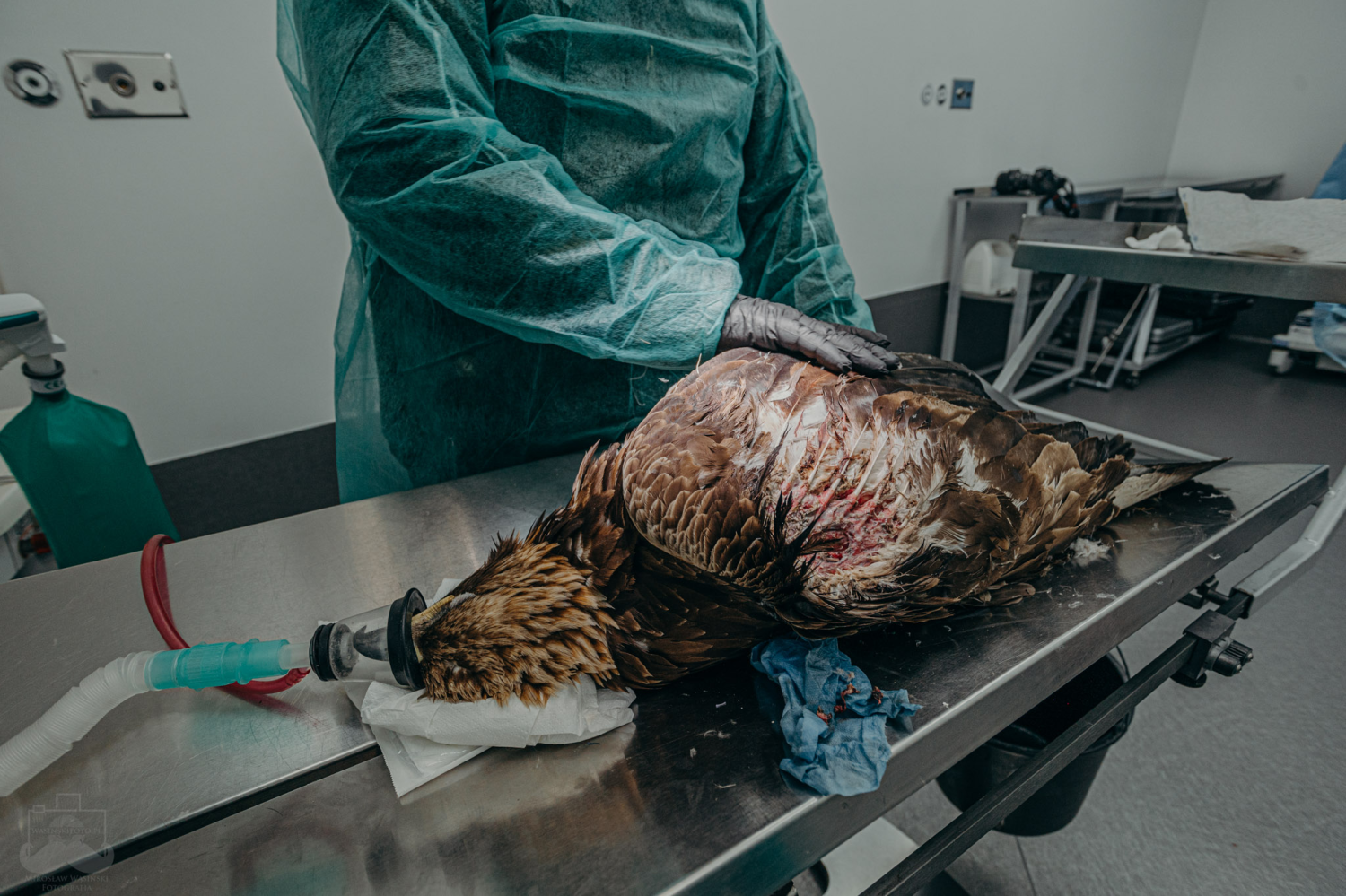 livebirdspoland_c198c7c7881e87983d450ed6a2da804e.png
