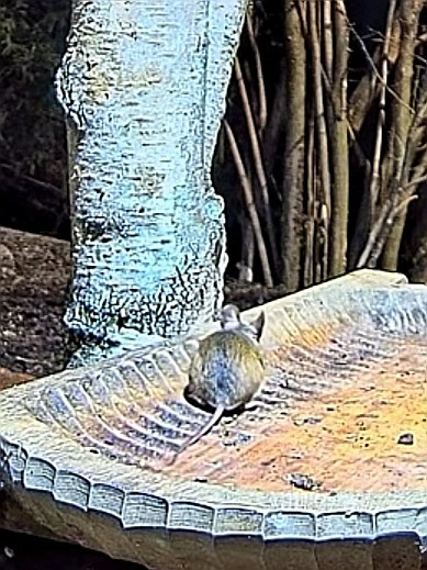 livebirdspoland_662ade498d8c930d84c6d111b0c8fbd9.jpg