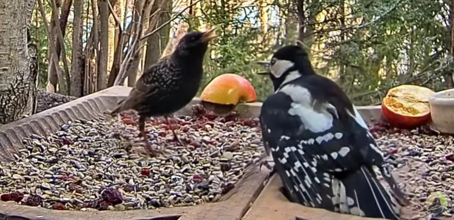 livebirdspoland_2552e9bde26460e4d68541360054b971.jpg