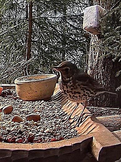 livebirdspoland_2c942790d53e293317b32c07fffaf40f.jpg