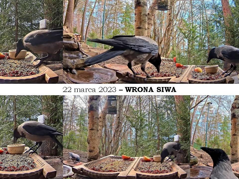 livebirdspoland_1a9f82efd63c0dcc77916a661c931f81.jpg