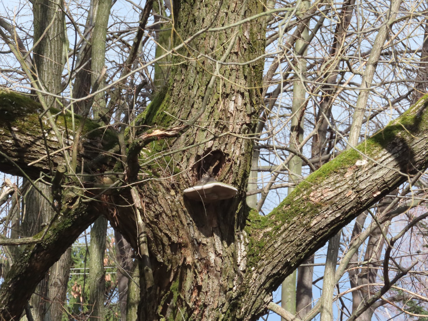 livebirdspoland_ba519b56272be5503746938b5f21f9c4.jpg