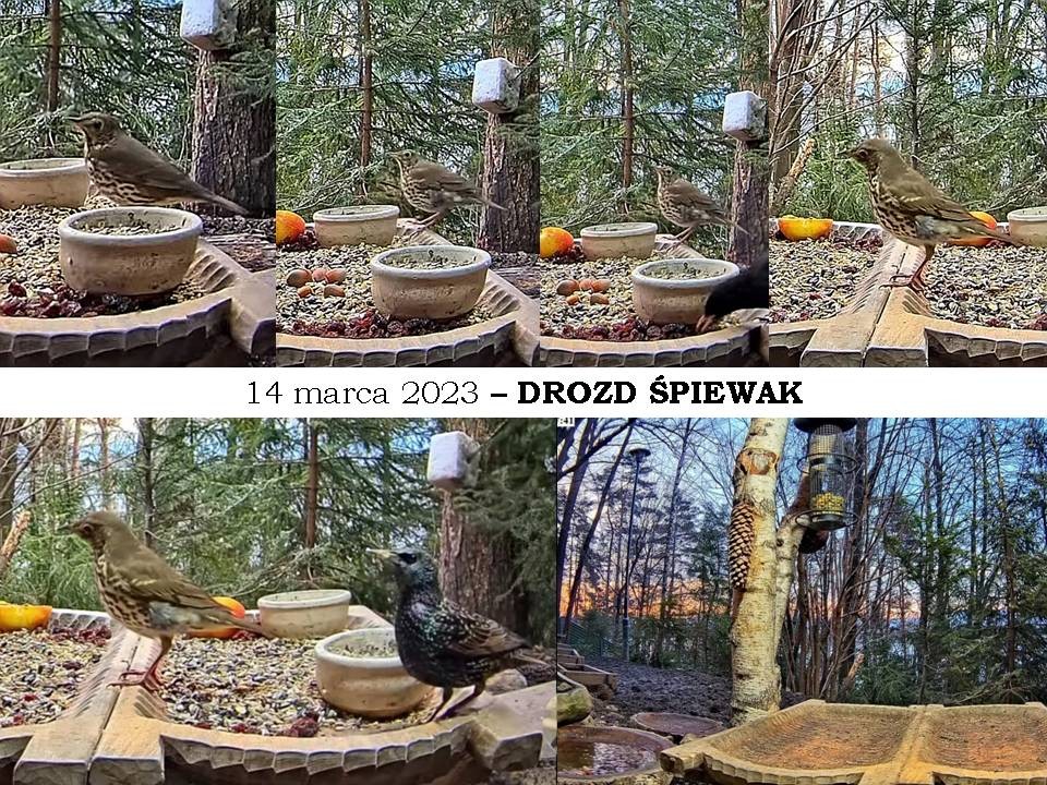 livebirdspoland_04cec069cc9285913dd3b778b6450414.jpg