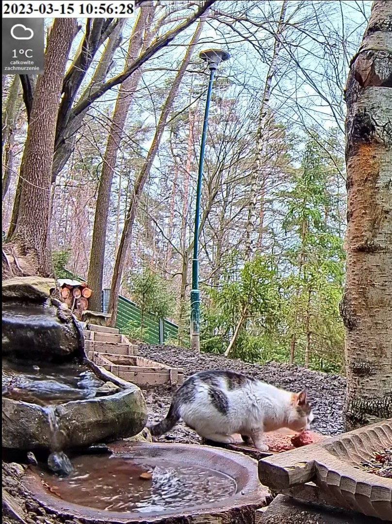 livebirdspoland_d24ebd9883018422da24ff9f0172f02d.jpg