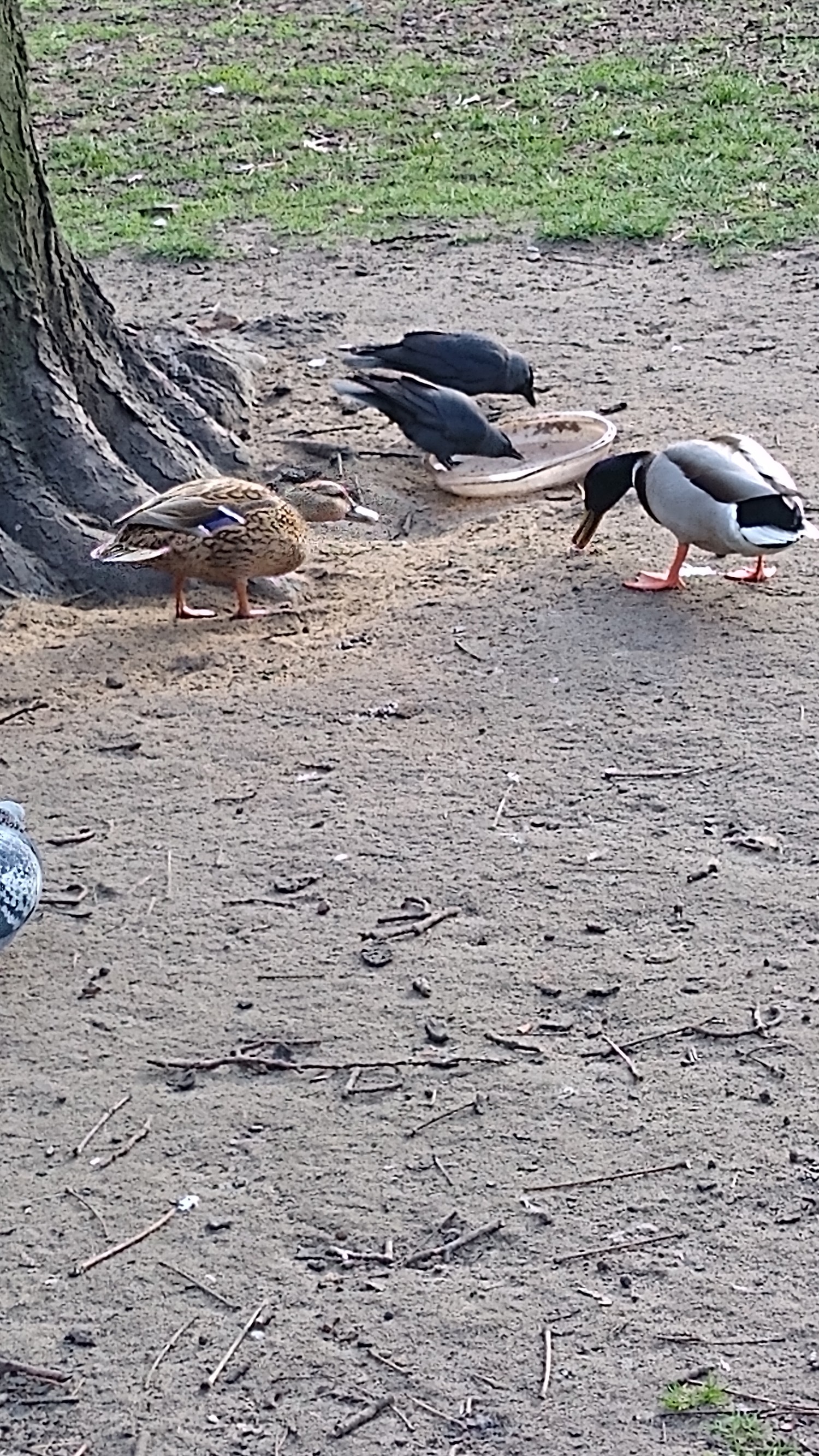 livebirdspoland_949f2156d031764fde3c905727be8e67.jpg