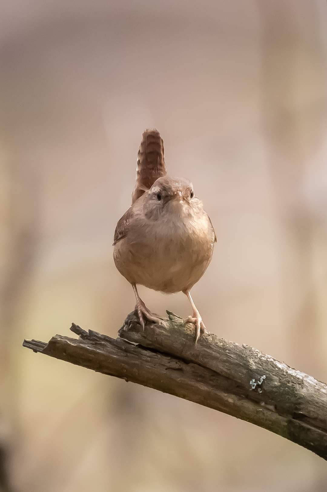 livebirdspoland_182563b2aecfce0c70dd0b1215e970ff.jpg