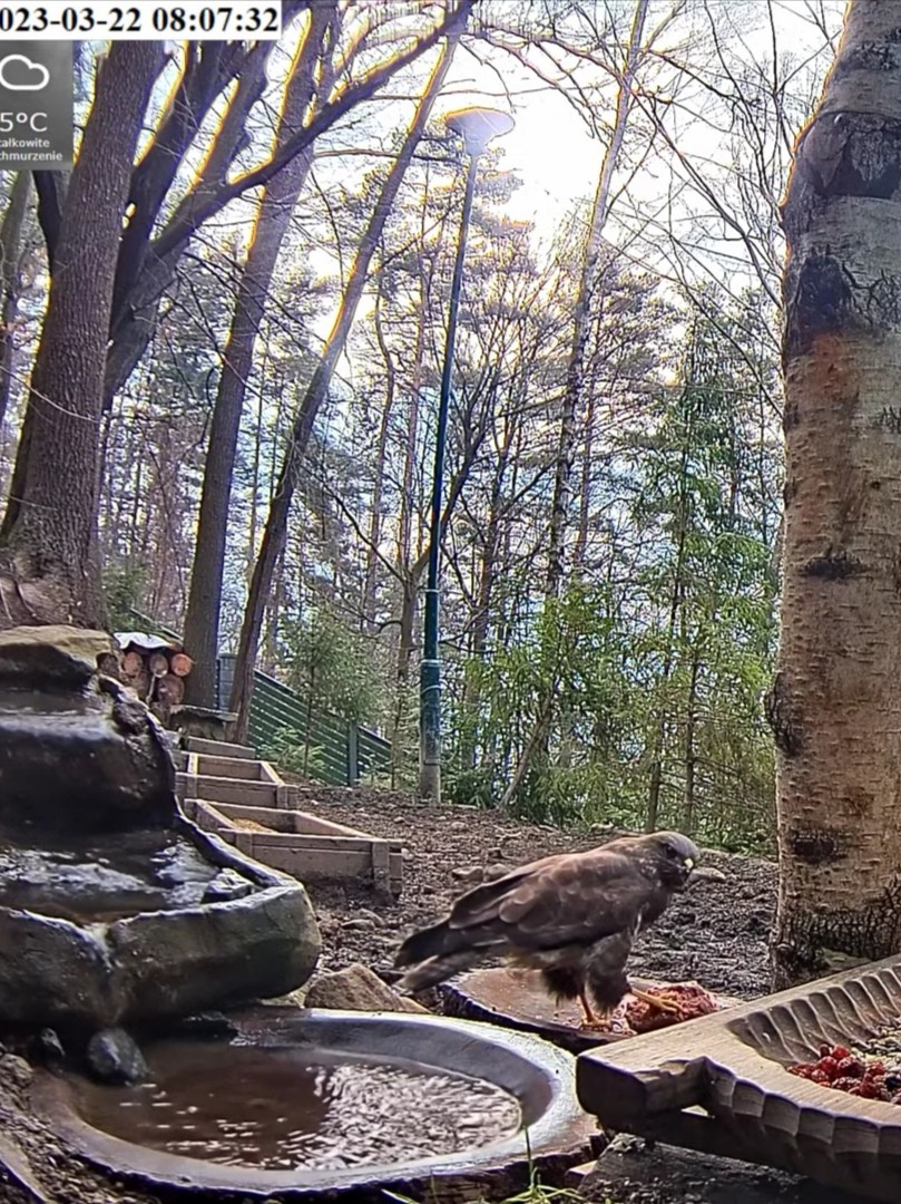 livebirdspoland_1f7801d43f4e2945274ab488a2428243.jpg