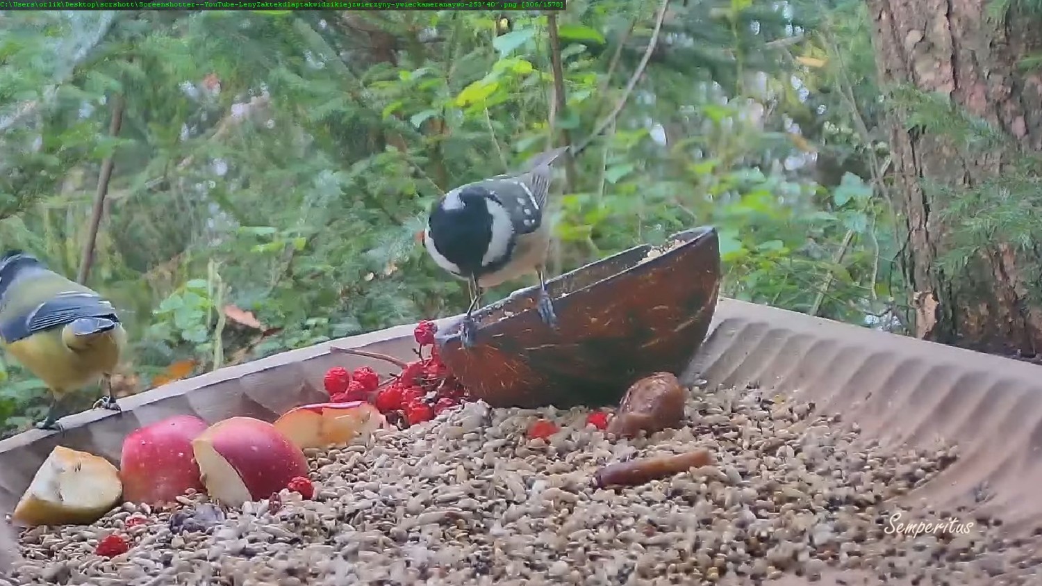 livebirdspoland_65f96f858d4cae40f78608fd45a1a04c.jpg