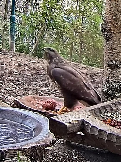 livebirdspoland_4df6a333b88ba6b6a06821c27a5598da.jpg