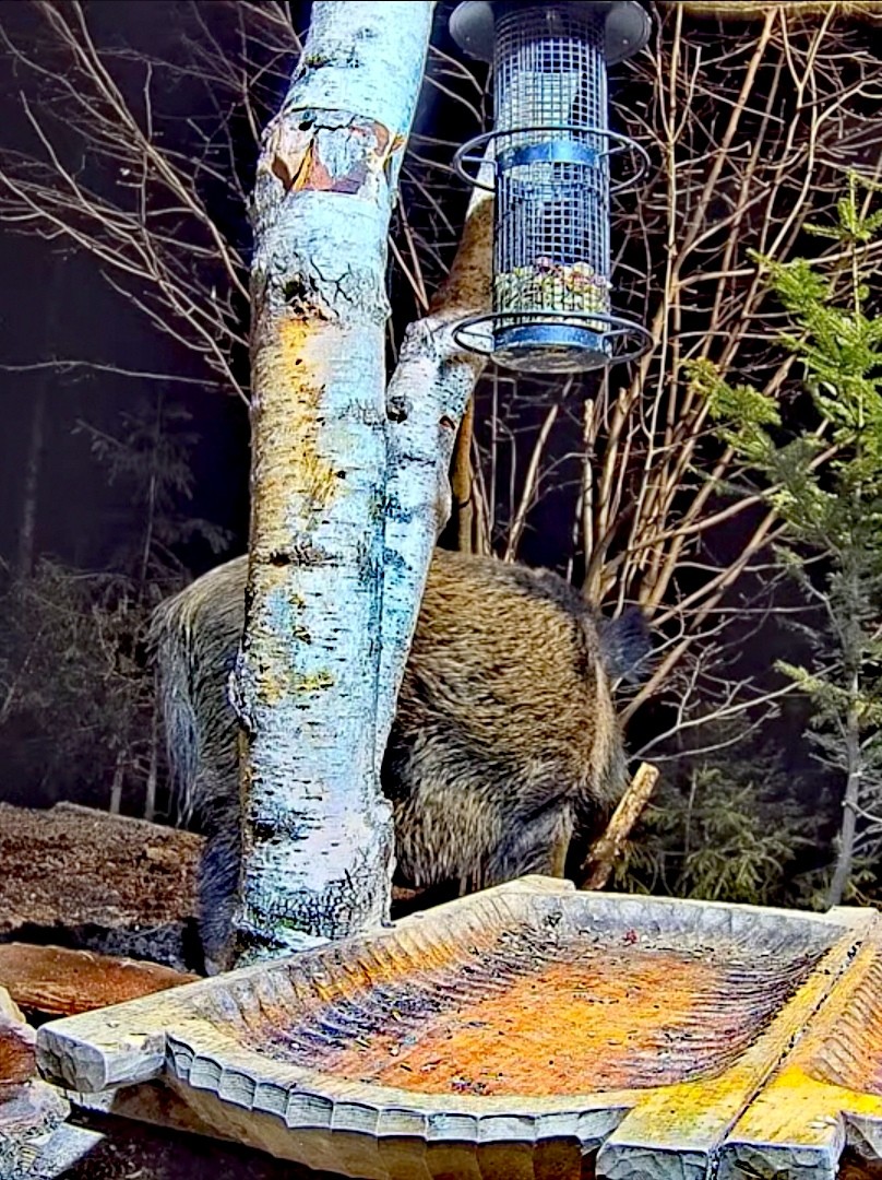 livebirdspoland_980590ab96bda681a820d5fbd84d2ddf.jpg