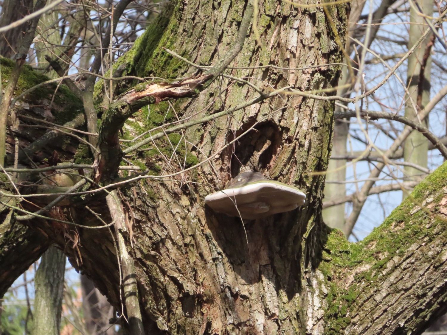 livebirdspoland_6ba53aaf299ccb8c62a28c905a897c9a.jpg